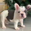 Puppies for sale under $500/Puppies for sale near me under $500