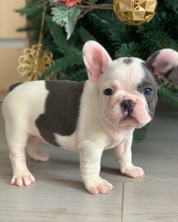 Teacup puppies for sale/french bulldog blue eyes