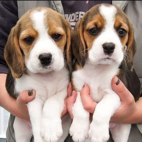 Beagles for sale