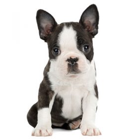 Boston terrier puppies near me