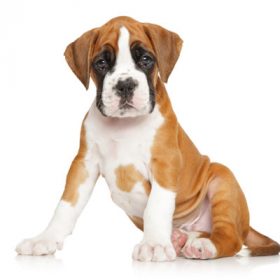 Boxer puppies for sale