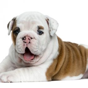 English bulldog for sale