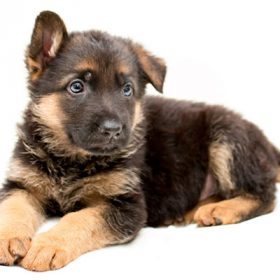 German shepherd for sale