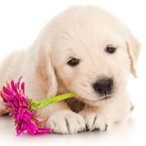 baby golden retriever for sale