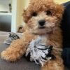 Toy poodle puppies for sale near me