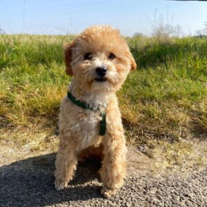 Toy poodle puppies for sale near me
