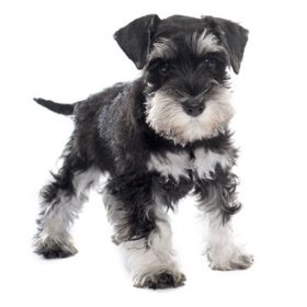 miniature schnauzer puppies $400