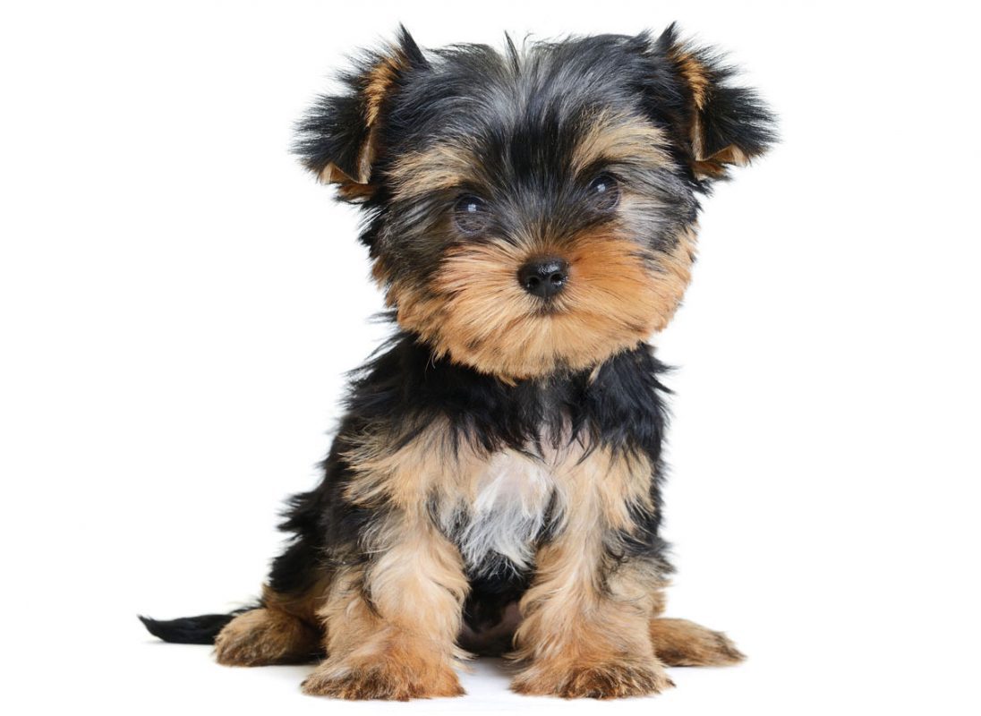 Yorkie Poo Puppies for sale