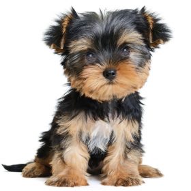 Yorkie poo puppies for sale