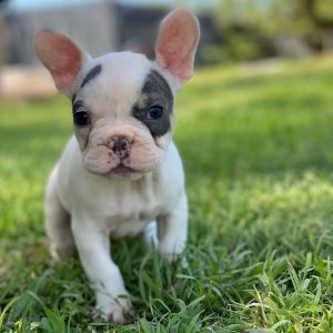 micro french bulldog