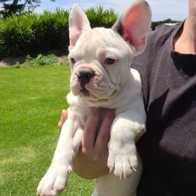 akc french bulldog puppies