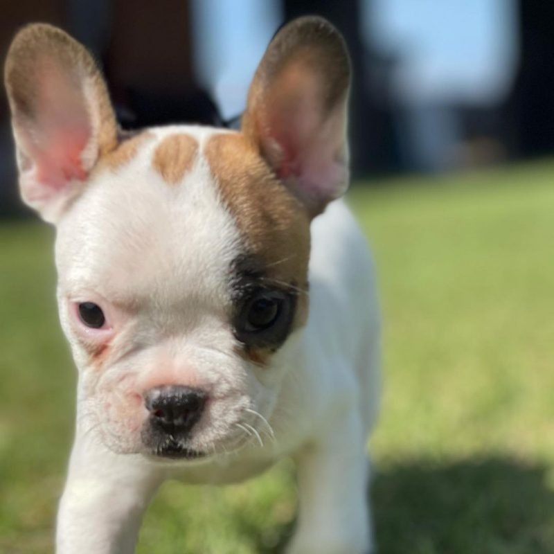 buy french bulldog puppies/buy french bulldog puppies