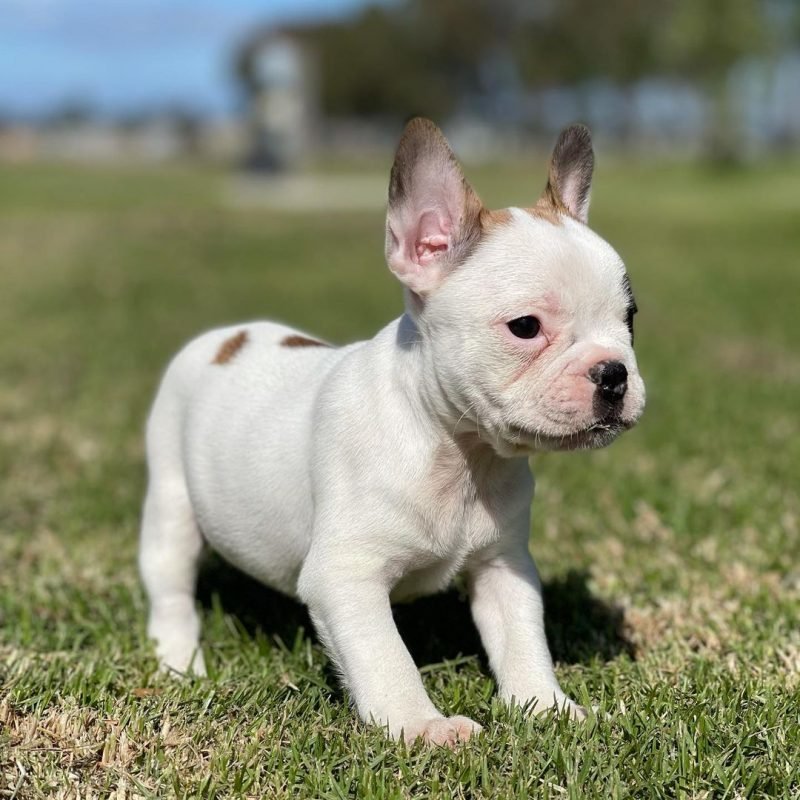 buy french bulldog puppies/buy french bulldog puppies