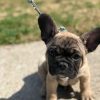 puppies french bulldog for sell