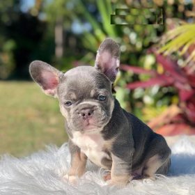 french bulldog puppies cheap