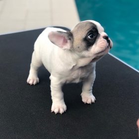 mini french bulldog