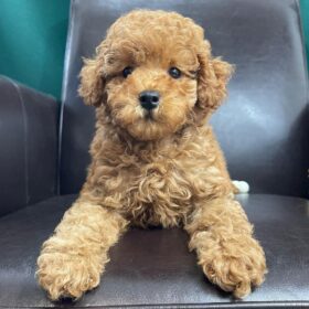 toy poodle puppies