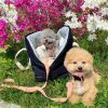 bichon-poodle mix puppies