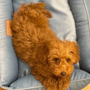 teacup poodle puppies for sale