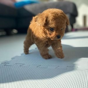 cutest poodle puppies