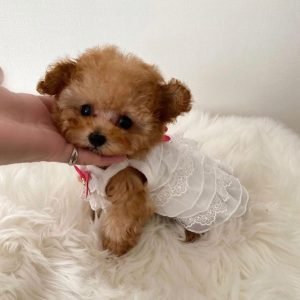 miniature poodle puppies for sale