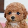 poodle mix puppies for sale