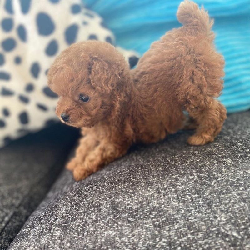 standard poodle puppies for sale/standard poodle puppies