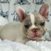 puppies french bulldog for sale