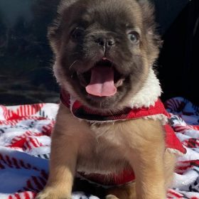 french bulldog mix puppies