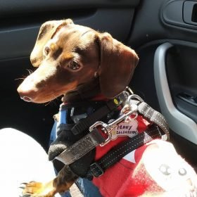 dachshund mix puppies 