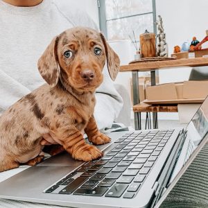 toy dachshund puppies