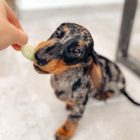 dachshund puppies prices