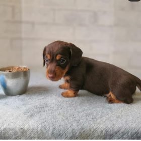 teacup dachshund puppies
