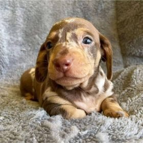 Dachshund puppies florida