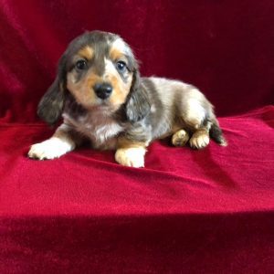 dapple dachshund puppies