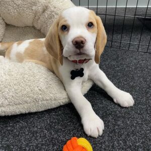 Pocket Beagle for sale