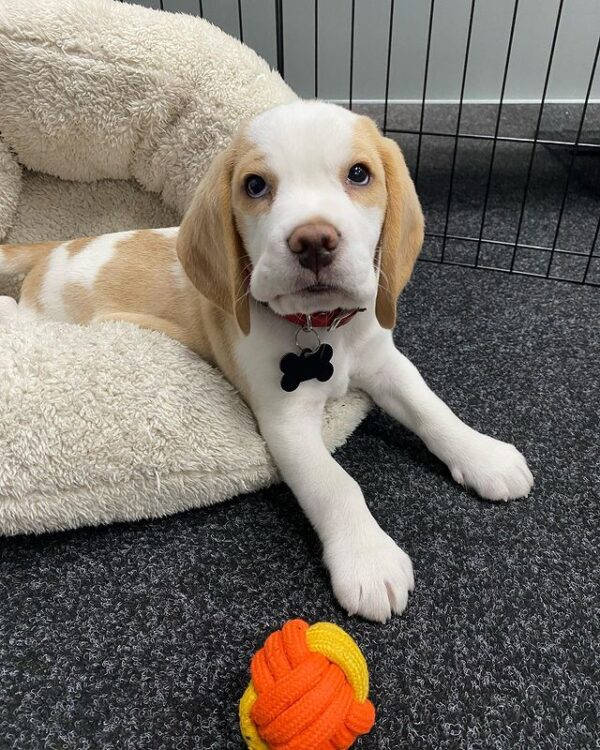 Pocket Beagle for sale
