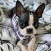 Boston Terrier puppies for sale