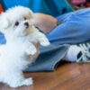 Toy maltese for sale