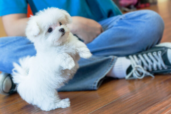 Toy maltese for sale