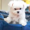 Toy maltese for sale