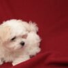 Maltese puppies for sale in NJ
