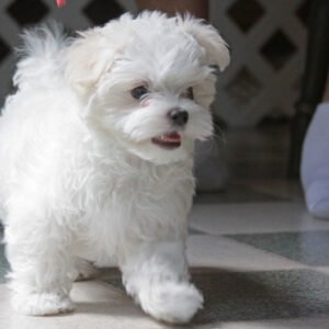 Maltese puppies for sale in NJ
