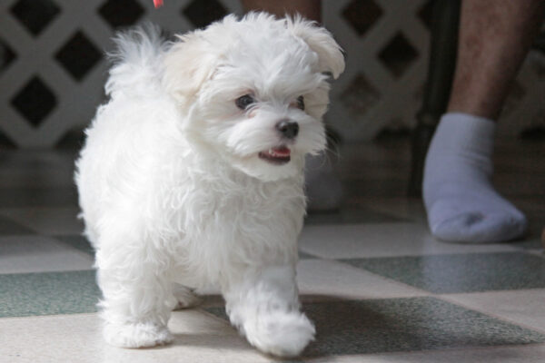 Maltese puppies for sale in NJ