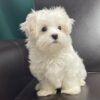 Maltese puppies for sale in Florida