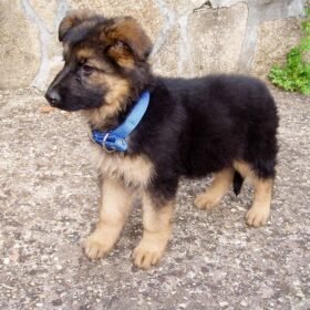 German shepherd for sale near me