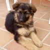 German shepherd for sale near me