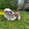 Cheap shitzu puppies for sale