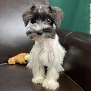 Small breed puppies for sale near me