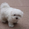 Teacup maltese puppy for sale